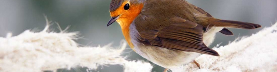 Farm to Table | Ecoasis Garden Center