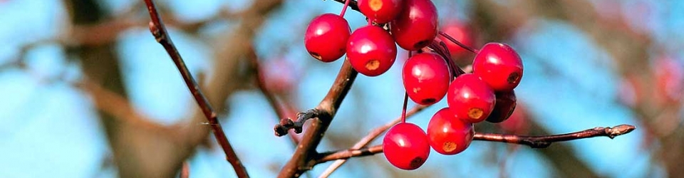 Farm to Table | Ecoasis Garden Center