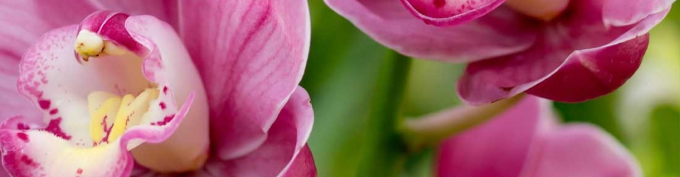 Farm to Table | Ecoasis Garden Center