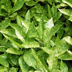 Shrubs_2