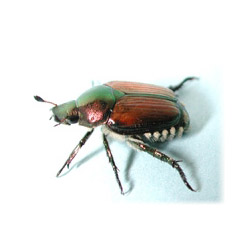 beetle-mania-1