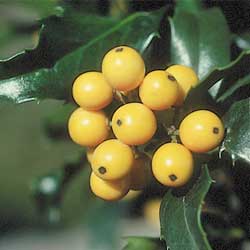 berry-buffet-2