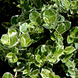 euonyms_2