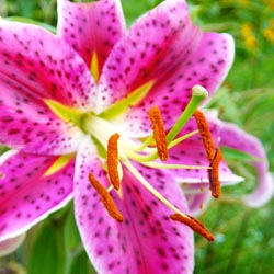 eveningplant3