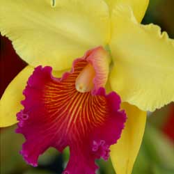 orchids