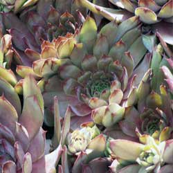 year-round-container-gardening-4