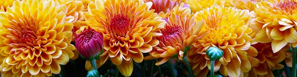 Ecoasis Garden Center | Your source for environmentally friendly