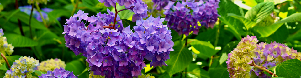 Meet the Staff | Ecoasis Garden Center