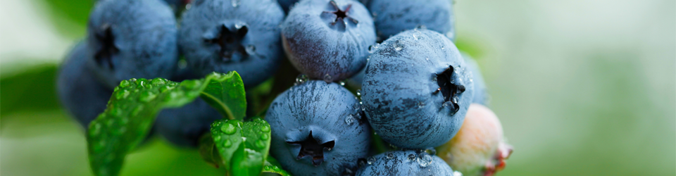 Meet the Staff | Ecoasis Garden Center