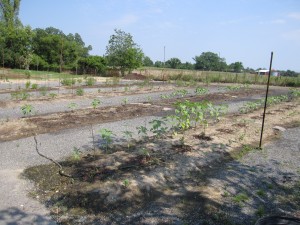 DEMONSTRATION VEGETABLE AND FLOWER GARDENS