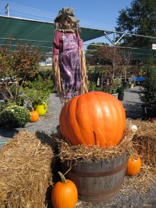FALL FESTIVAL - GREAT PUMPKIN FOR KIDS BOWIE MARYLAND
