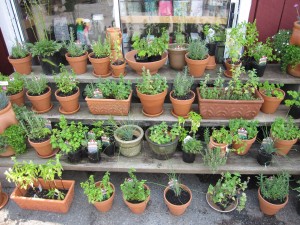 POTTED HERB GARDEN