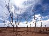 droughtolerant