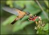 humming
