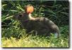 rabbits