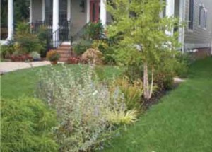 Rain Garden — Edgewater