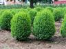 treesshrubs