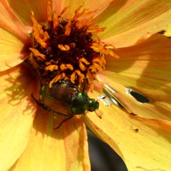 JapaneseBeetle_2