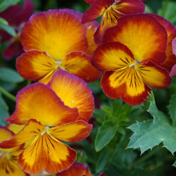 fall-pansies-1