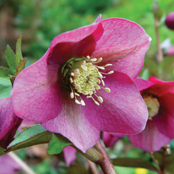 Helleborus orientalis